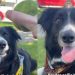 Border Collie’s Reaction Before & After Seeing Ball Goes Viral