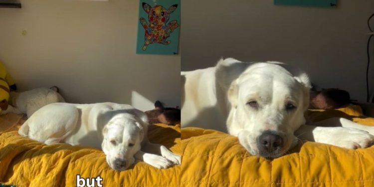 Dog Transforms Into ‘Sunshine Bear’ When the Light Hits