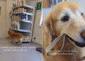 Senior Golden Retriever Takes Herself for a Walk While Waiting at the Vet