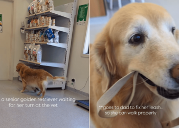 Senior Golden Retriever Takes Herself for a Walk While Waiting at the Vet