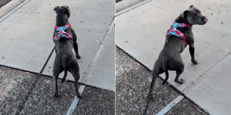 Dog Eagerly Waits for Neighbor Who Spoils Her With Pats on Her Walks