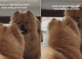 Chow Chow Pup Is Ready To Fight His Own Reflection in Mirror