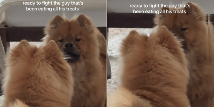 Chow Chow Pup Is Ready To Fight His Own Reflection in Mirror