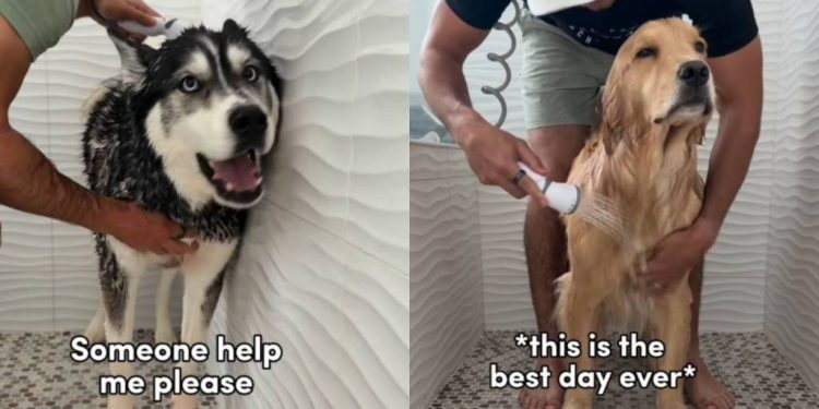 Husky & Golden Retriever’s Bath Times Look Very Different