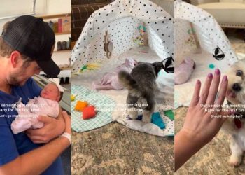 Senior Dog Is Gentle With the Baby but Throws in a Side Eye Sometimes