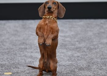 ‘Beef’ Star Dachshund Jones Makes Red Carpet Debut at Premiere