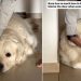Dog Expresses Love by Blocking Door When Someone’s Leaving