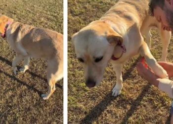 Dog Stops Mid Way & Requests Paw Check From Dad While Out on a Walk