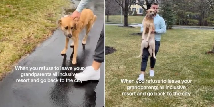 Dog Visits Grandparents’ House & Throws a Tantrum When It’s Time To Leave