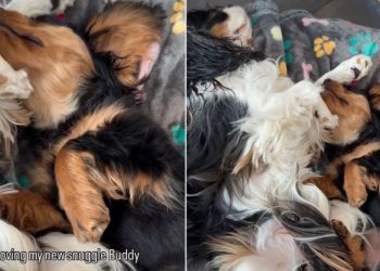Dog Gets Adorable New Furry ‘Snuggle Buddy’