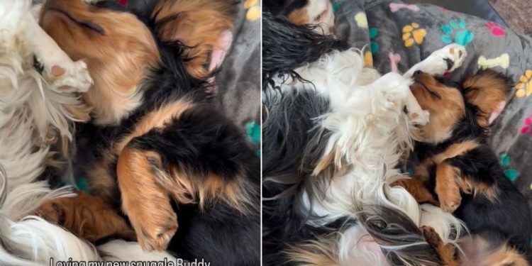 Dog Gets Adorable New Furry ‘Snuggle Buddy’