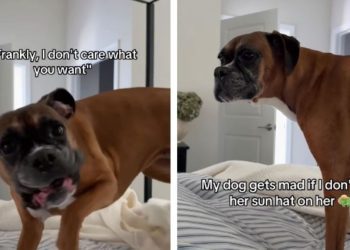 Dog Wants Mom To Put Her Sun Hat on but Thinks Her Services Are ‘Slow’