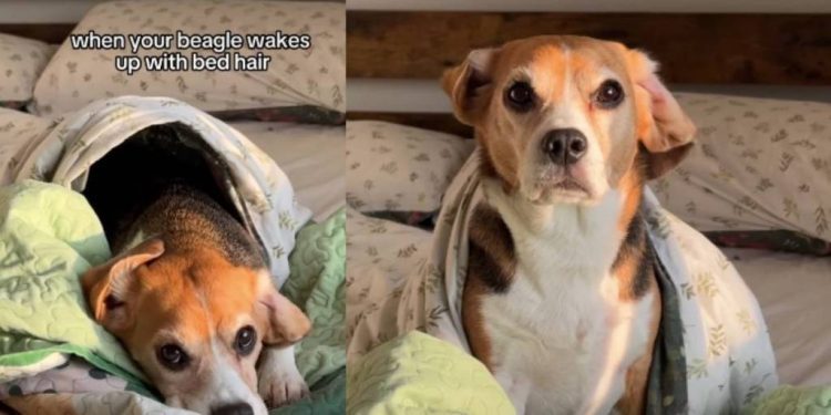 Beagle Looks Super Cute After Waking up With Bed Hair