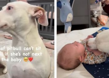 Rescue Dog Always Has To Be Close to the Baby Because She’s Also a Mom
