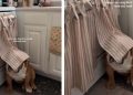 Dog Covers Only Face While Playing Hide & Seek With Owner