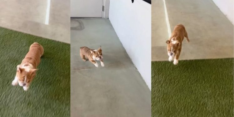 Bulldog Puppy Loves To Play ‘Parkour’ With Owner