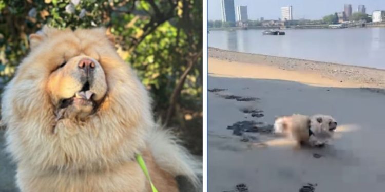 Dog Teaches Amazing Lessons on How To Slow Down & Enjoy Life