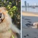 Dog Teaches Amazing Lessons on How To Slow Down & Enjoy Life
