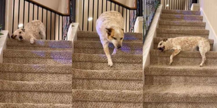 Dog Adorably Takes Multiple Rests While Coming Down Stairs