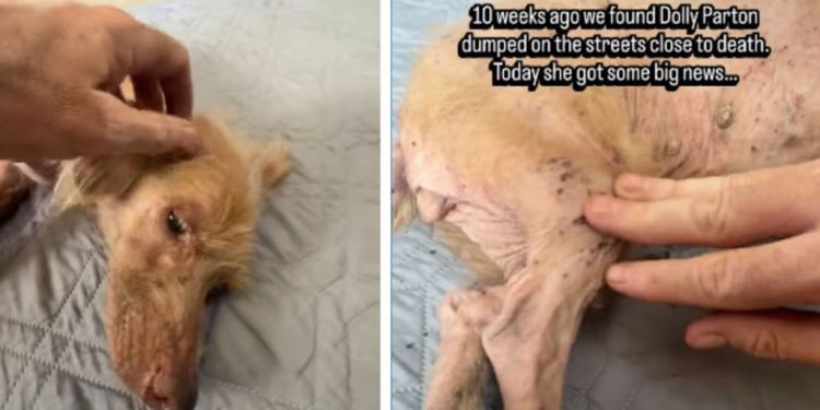 Dog Once Dumped on the Streets Gets Spoiled Until She Finds a Loving Mom