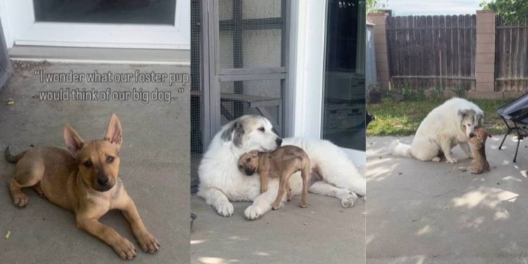 Foster Puppy Becomes Best Buds With Big Dog Before Finding Forever Home