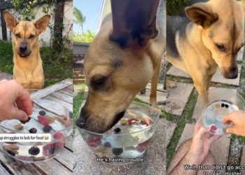 Rescue Dog’s First Time Trying To Bob for Food Doesn’t Go as Planned