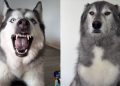 Husky Is Not Ready To Share Birthday Presents With Brothers