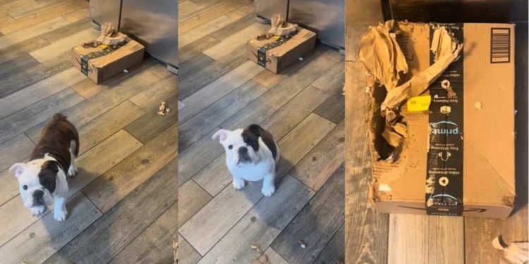 Tiny Puppy Shreds a Package & Mom’s Scolding Is Unbelievably Adorable