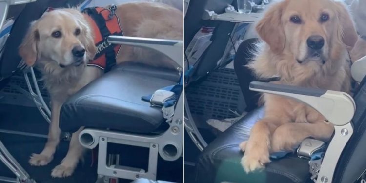 Golden Retriever Is Too Big for One Flight Seat, So He Gets Two