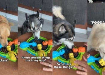 Youngest Dog in Pack Has Most Dramatic Reaction to Food Game