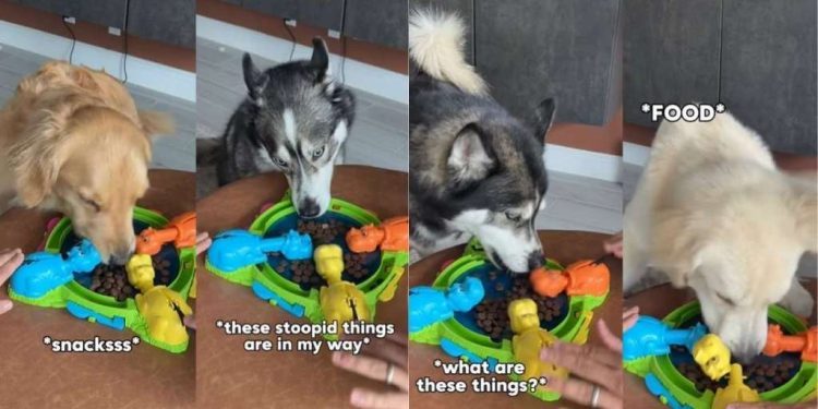 Youngest Dog in Pack Has Most Dramatic Reaction to Food Game