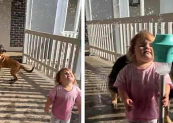 Dogs Joining Little Girl To Play With Bubbles Is Where Fun Meets Chaos